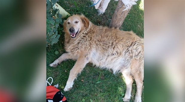 Sosyal medyadan yazdığı mesaj bir köpeğin hayatını değiştirdi