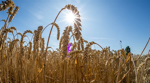 Plansız ve kar odaklı tarımsal üretimin bedeli ağırlaşıyor: Rusya buğdayının müşterisi Türkiye