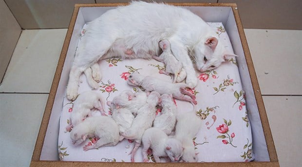 Van kedisi Nazlı tek seferde 10 yavru doğurdu