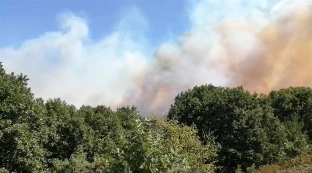 Pendik'te orman yangını