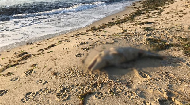 Tekirdağ'da cansız yavru yunus kıyıya vurdu