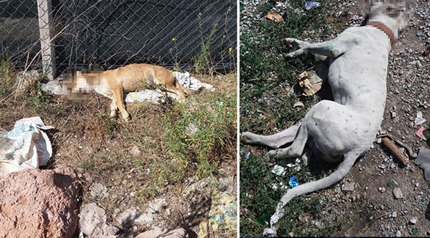 Ankara'da 3 köpek zehirlenerek öldürüldü