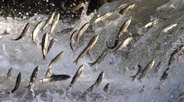 Bölgesel ısınma Karadeniz’de balık türünü tehdit ediyor