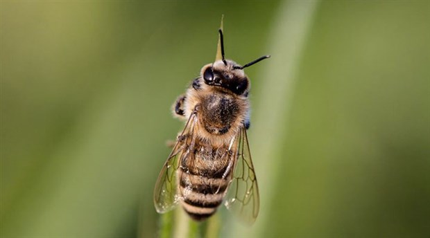 Brezilya'da son 3 ayda 500 milyondan fazla arı öldü