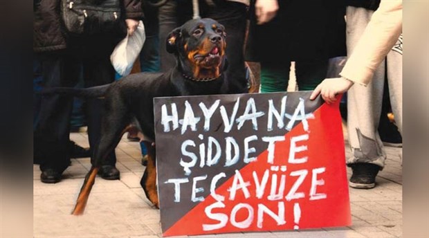 Zonguldak'ta köpeğe işkence