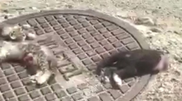 Antalya'da 3 kedinin vahşice parçalanmış halde cansız bedenleri bulundu