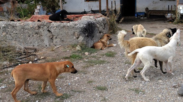 Lüleburgaz'da 300'e yakın köpek kayboldu