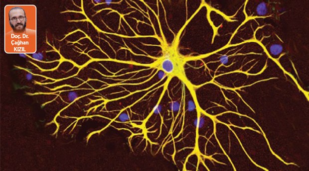 Beyindeki tutkal: Glia