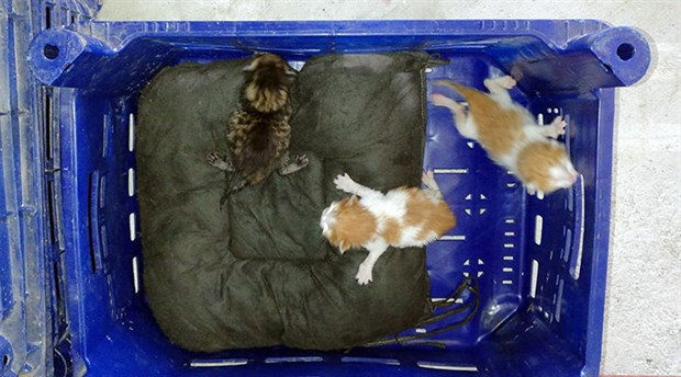 Tatil sezonu biterken, 3 yavru kediden Kaş'a küçük bir kaçamak