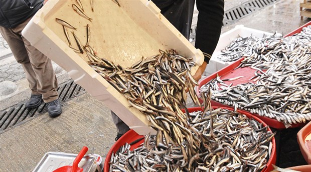 Balıkta son 20 yılın en kötü sezonu: Kasım- aralık ayında balıkçılık bitebilir
