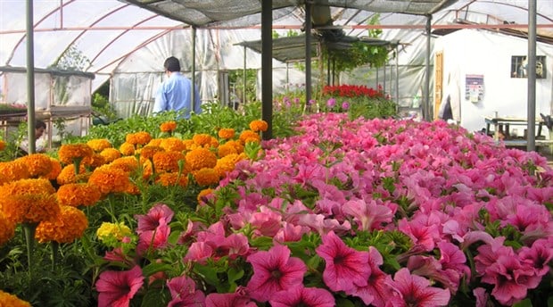 Marmaris Belediyesi yılda 500 bin adet mevsimlik çiçek üretiyor