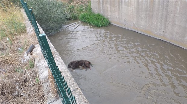 Ankara'da 3 köpeği zehirleyip su kanalına attılar