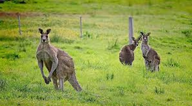 Avustralya'da 20 kanguruyu öldüren zanlı işkenceden yargılanacak