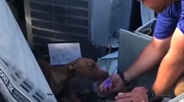 Dorian Kasırgası'yla bir ay enkaz altında kalan köpek kurtarıldı