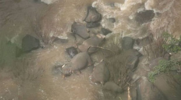 Tayland'da 'şelaleden düşen yavru fili kurtarmaya çalışan' 11 fil öldü