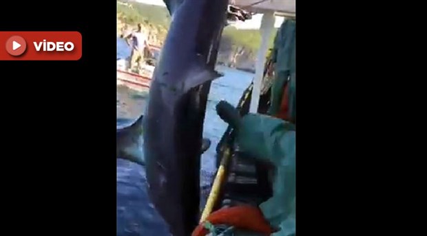 Köpek balığını tekmeleyip yumruklayan balıkçıya ceza
