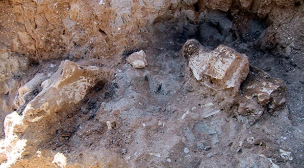 Kayseri'de 8 milyon yıllık at, zürafa, gergedan, bovidae fosili bulundu