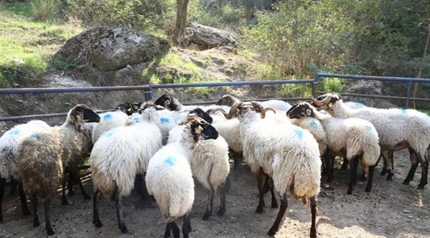 Çine çaparı koyununun yok olmasının önüne geçildi