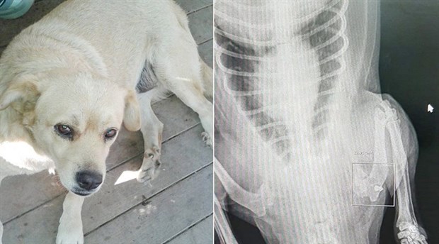 Erdek'te sokak köpeği pompalı tüfekle vuruldu