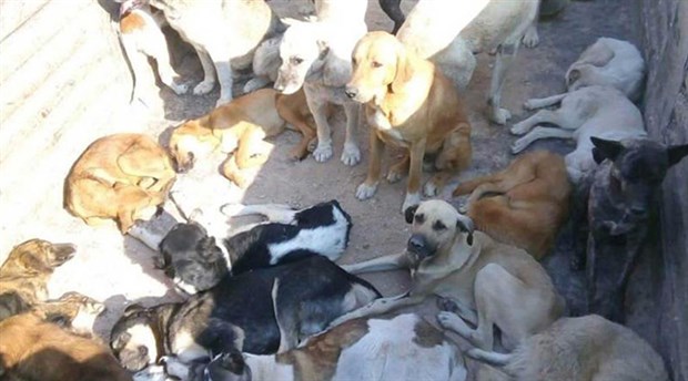 Artvin’de yaylada ölüme terk edilen köpekler zabıtalarca şehre alınmadı