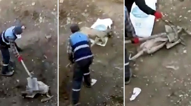 Köpeğe işkence görüntülerinde yeni gelişme: 3 belediye çalışanı açığa alındı