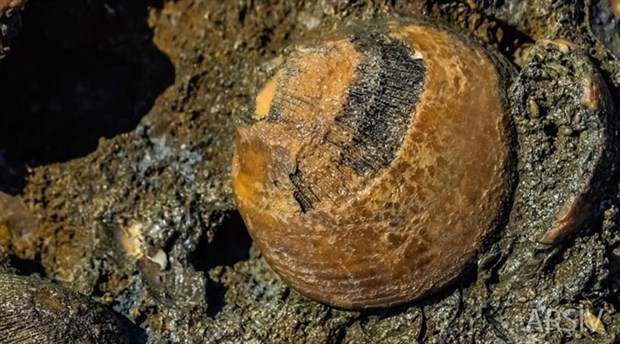Polonya'da 150 milyon yıllık deniz sürüngeni fosili bulundu
