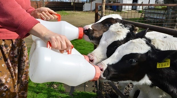 Süt üreticilerine ödenen prim 25 kuruştan 10 kuruşa düşürüldü: 'Bütçede para yok'