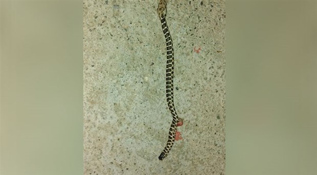 Mardin'de, bir evin musluğundan yılan çıktı