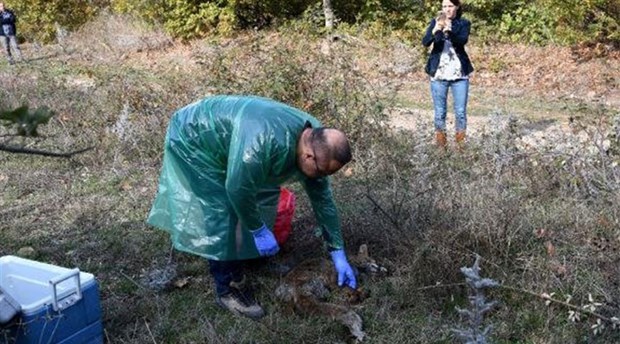 Çan'da ölü bulunan hayvanlarla ilgili inceleme ve soruşturma
