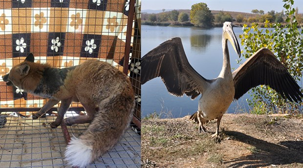 Tedavisi yapılan kızıl tilki ve pelikan yaşam alanına bırakıldı