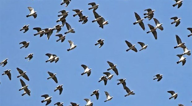 Hindistan'da 2 binden fazla kuş ölü bulundu