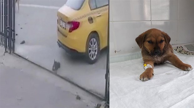 Esenyurt'ta yavru köpeği ezen taksicinin işine son verildi