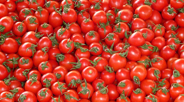 Rusya 20 ton domatesi Türkiye'ye geri gönderdi