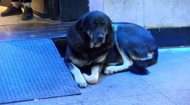 Taksim'deki köpek iğneyle uyutularak barınağa götürüldü