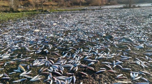 Bolu’daki balık ölümleri Meclis gündeminde: Nedeni zehirli fabrika atıkları