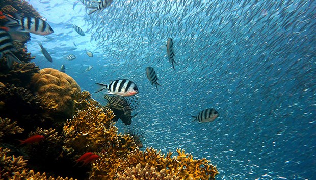 Okyanuslardaki oksijen ‘dramatik oranda azaldı’
