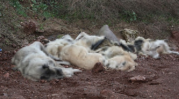 Osmaniye'de bir arazide çok sayıda köpek ölü halde bulundu