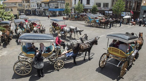 Büyükada'da ruam hastası olan 80 at öldürülecek iddiası