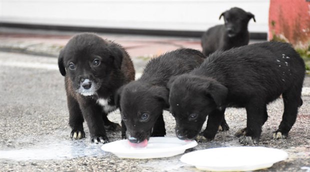 Kuyuya düşen 6 köpek yavrusu itfaiye ekiplerince kurtarıldı