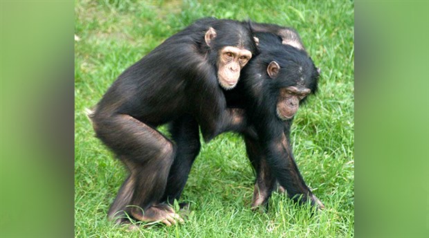 Şempanzeler dans etmeyi seviyor