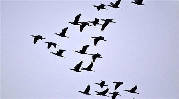 Veterinerlerden 'ölü kuşlara dokunmayın' uyarısı