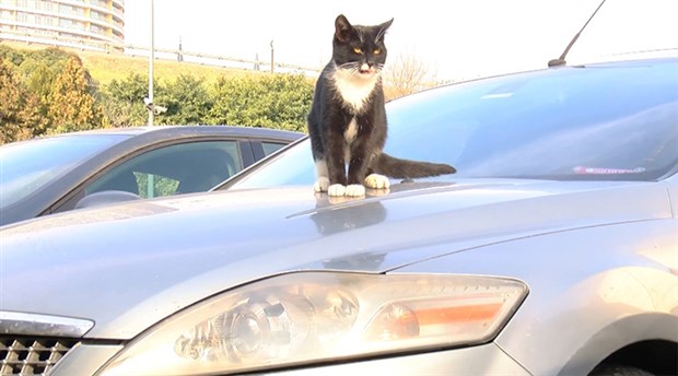 Araçların motoruna giren kedilere dikkat