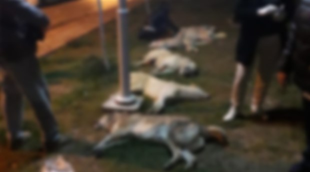 Ankara'da 16 köpeği katleden katillere 10'ar yıl hapis cezası