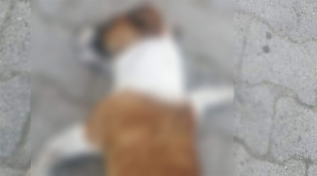 Çanakkale'de 20 sokak köpeğini zehirleyerek öldürdüler!