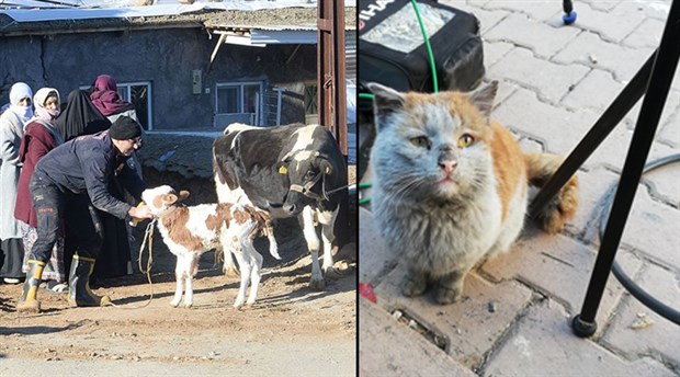 Türk Veteriner Hekimleri Birliği depremzede hayvanları ücretsiz tedavi edecek