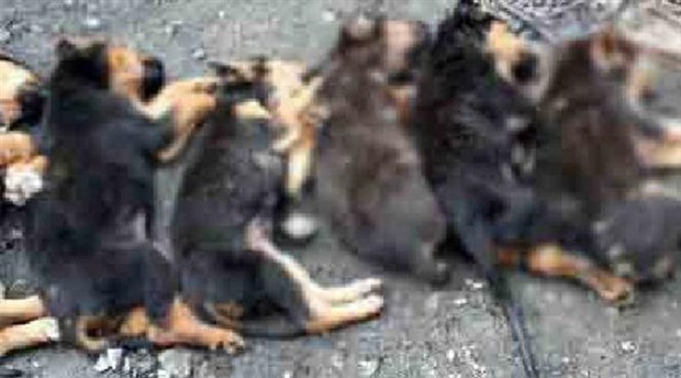 Zonguldak'ta 7 yavru köpek zehirlenerek öldürüldü!