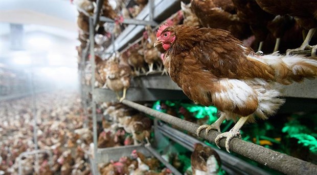 Çekya'da kuş gribi nedeniyle 130 bin tavuk öldürülecek