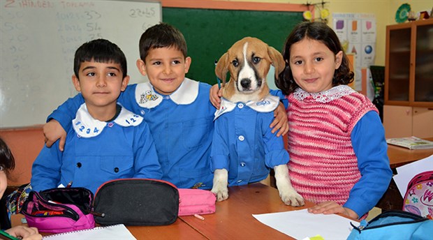 Fındık köpek, Tokat'ta okula başladı
