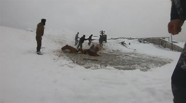 Rusya'da 7 at buz kırılınca suya düştü