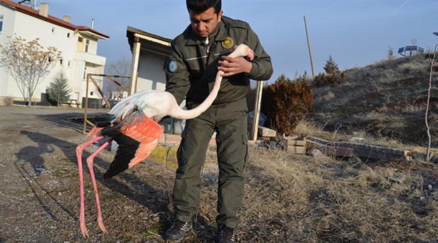 Aksaray'da flamingoyu tüfekle vurdular